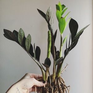 RARE!! Raven ZZ Large Rooted Live Plant 13”!! 🖤